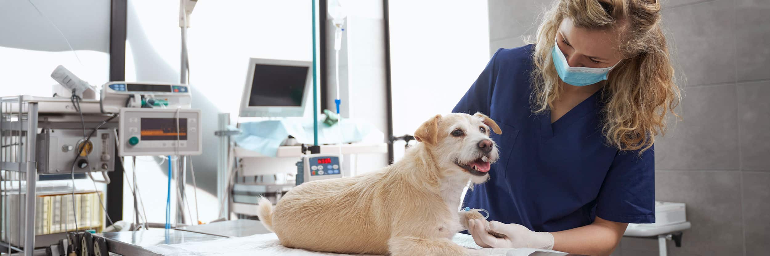 VA Veterinary assistant wearing scrubs, a face mask, and gloves caring for a small dog on an examination table in a veterinary clinic.