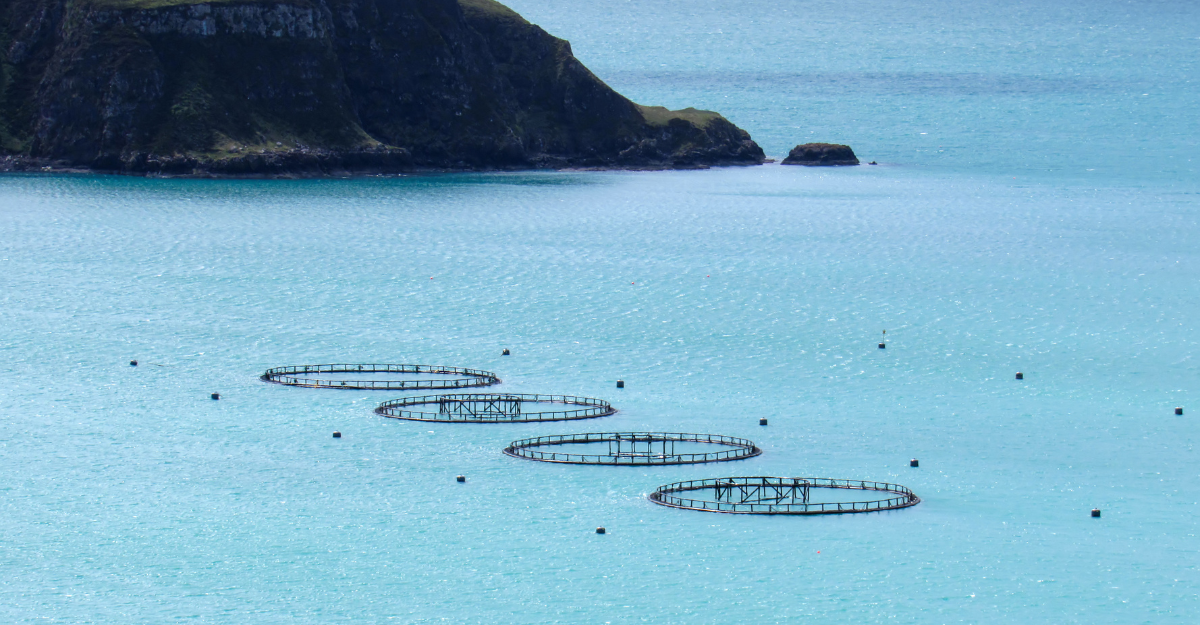 A series of circular fish farming cages floating on calm, turquoise water near a rocky coastline with green hills in the background