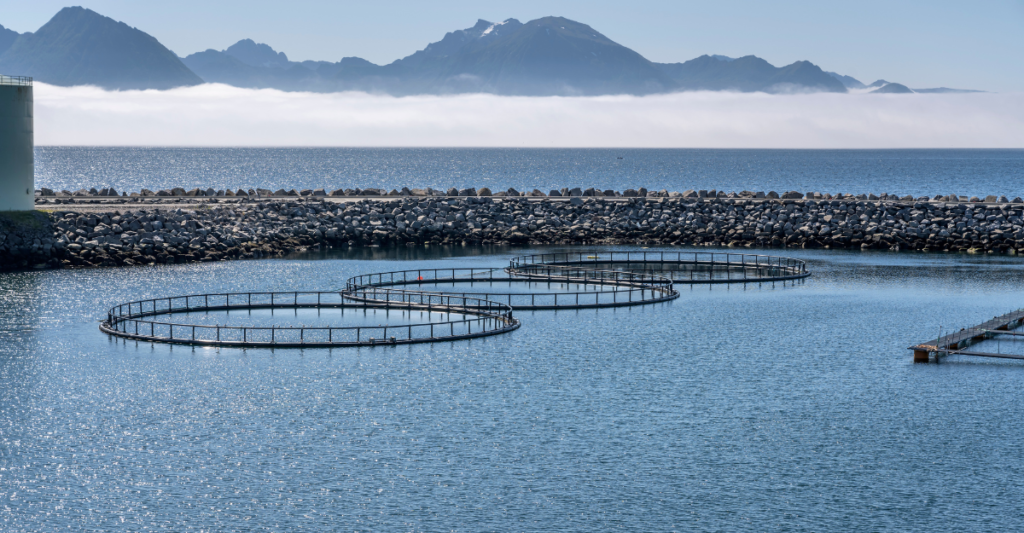 How AI is Transforming Aquaculture