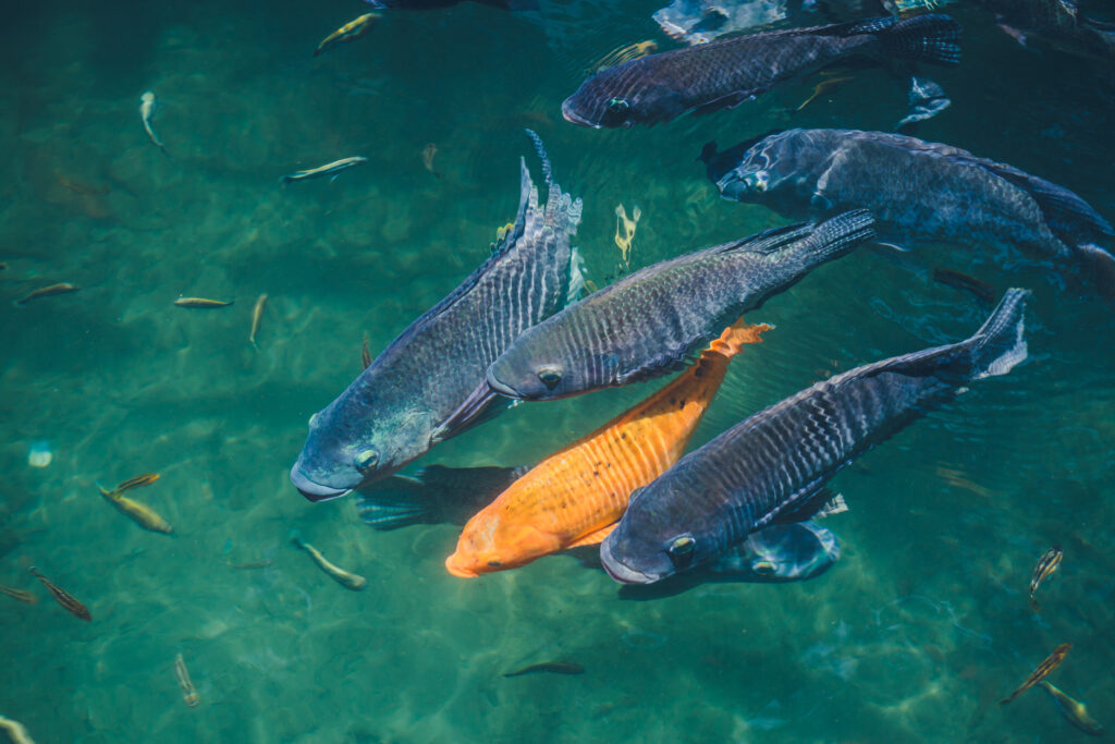 Top Skills That Help You Succeed in Aquaculture