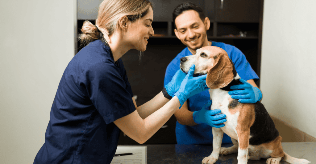 How to Become a Veterinary Assistant in BC